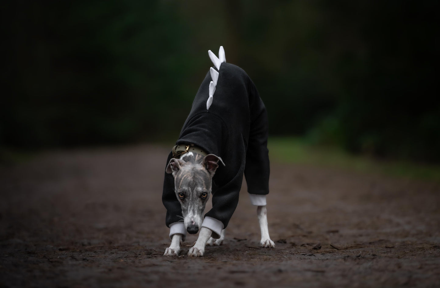 Black with White Spikes Dinosaur Onesie For Iggies & Whippets