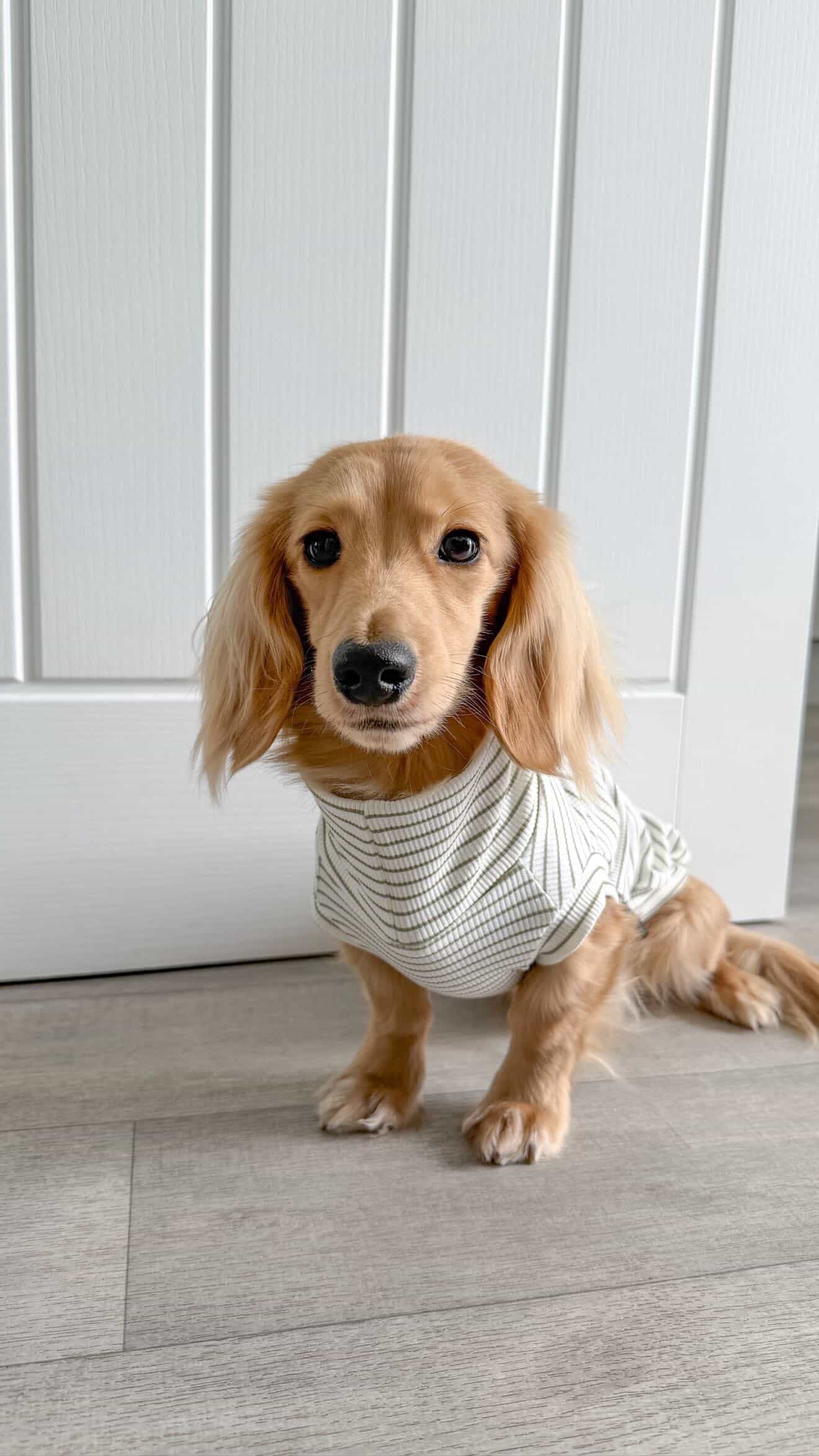 Ribbed Stripe Jersey T-Shirt Dachshund/Small Breed - leave colour choice at checkout