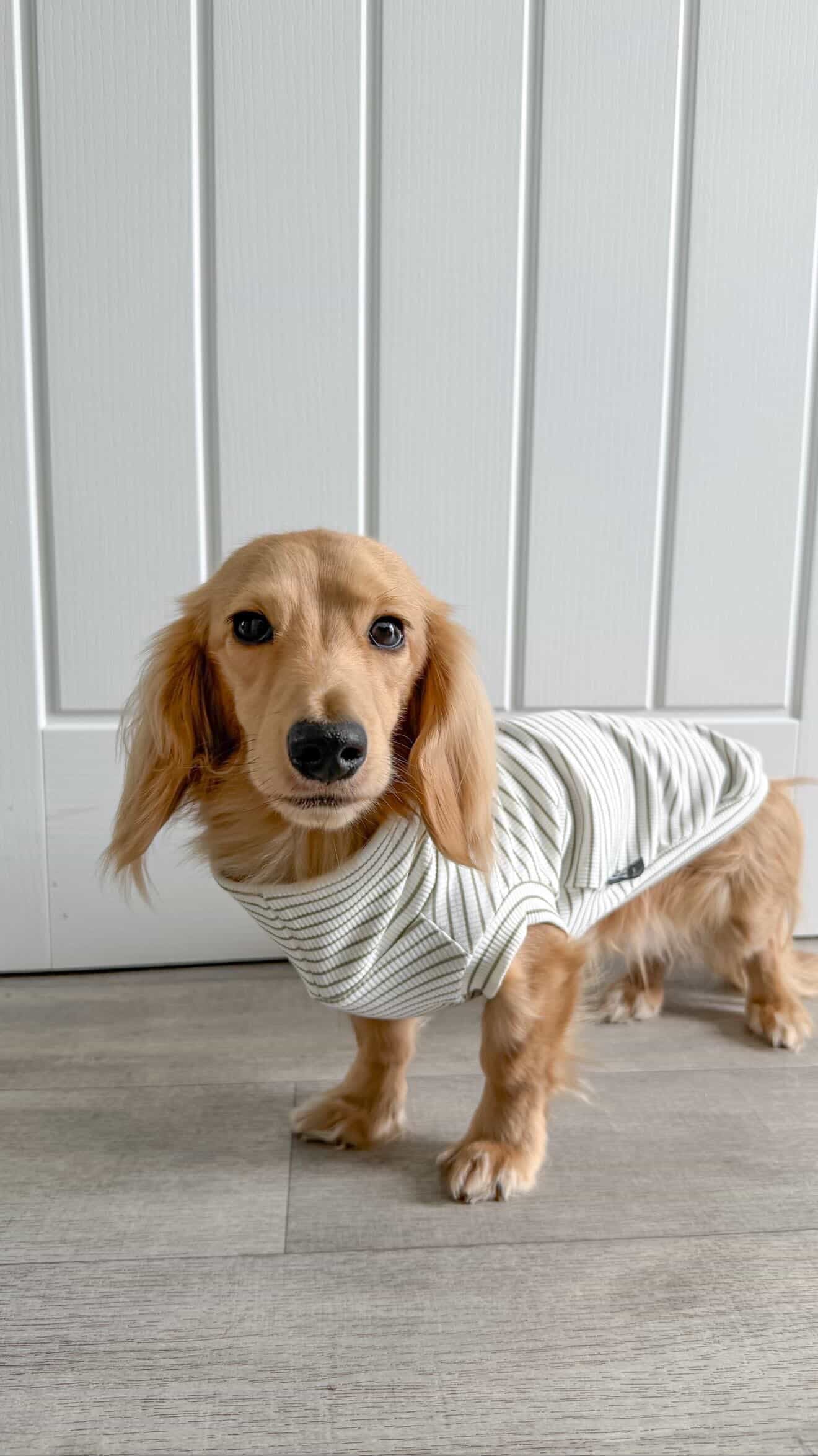 Ribbed Stripe Jersey T-Shirt Dachshund/Small Breed - leave colour choice at checkout