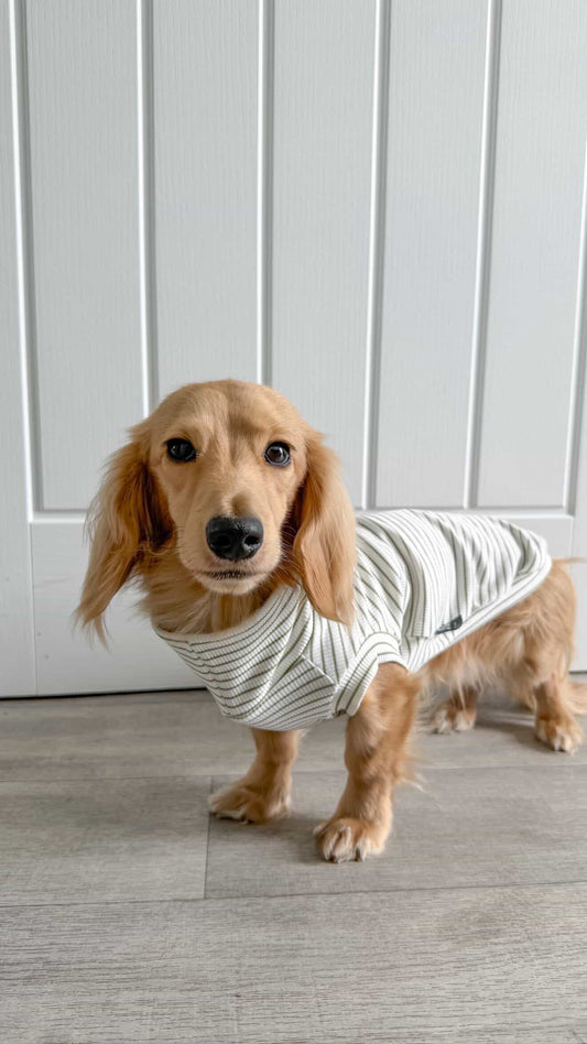 Ribbed Stripe Jersey T-Shirt Dachshund/Small Breed - leave colour choice at checkout