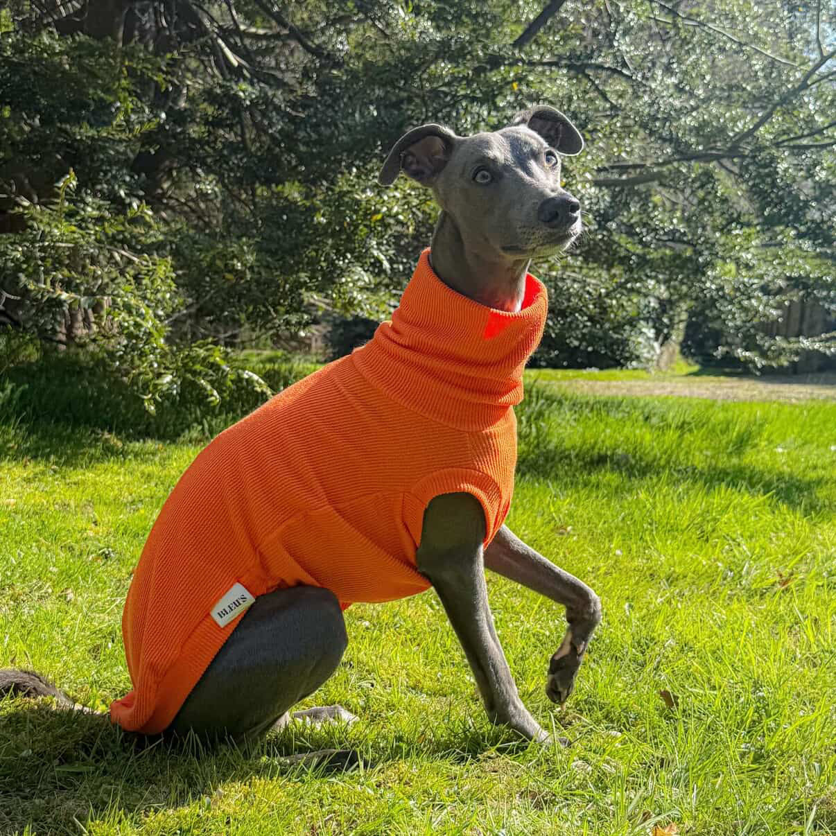 Whippet Crinkle Jersey Tankie In Various Colours - leave colour choice at checkout