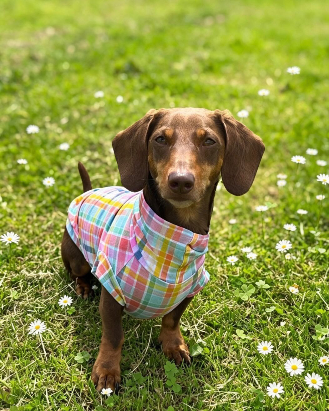 Summer Gingham Cotton Jersey T-Shirt Dachshund/Small Breed