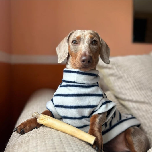 Sailor Sausage Dachshund/Small Breed Tankie