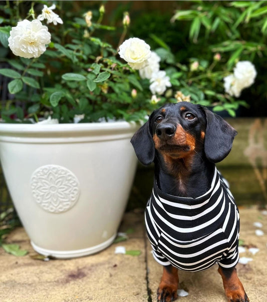 Stripe Jersey T-Shirt Dachshund/Small Breed