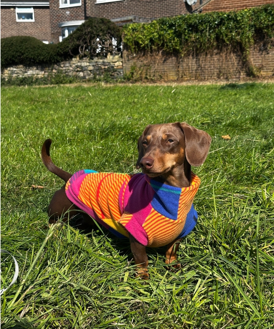 *New* Patchwork Dachshund/Small Breed Tankie