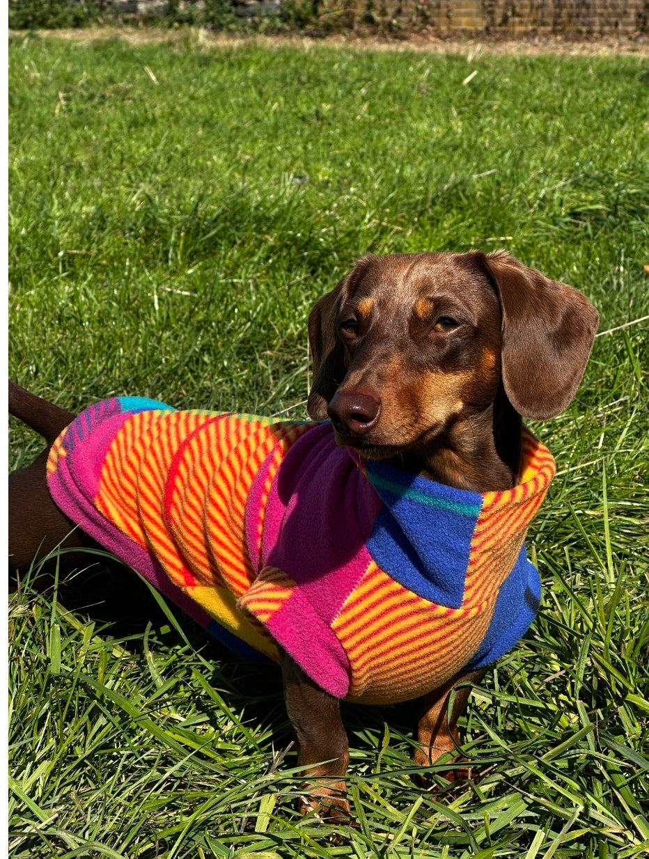 *New* Patchwork Dachshund/Small Breed Tankie