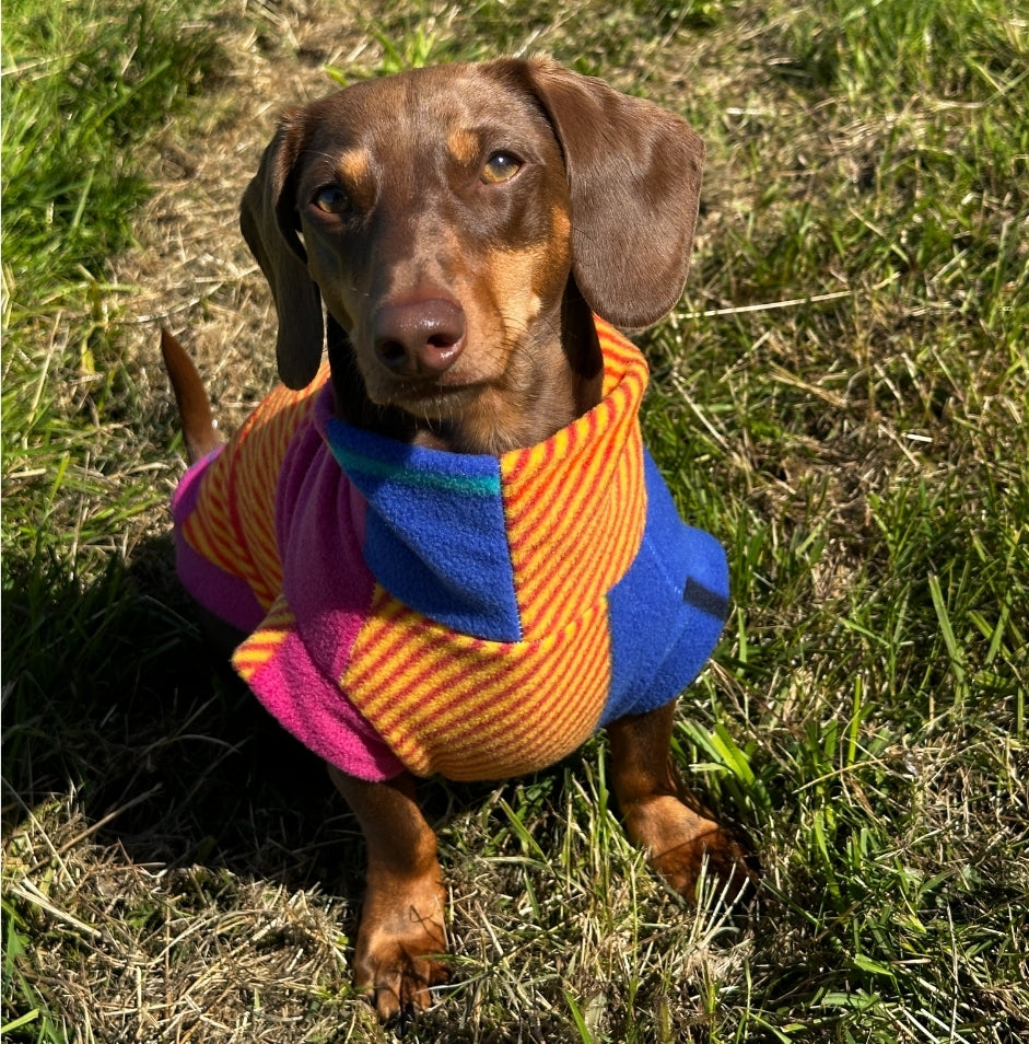 *New* Patchwork Dachshund/Small Breed Tankie