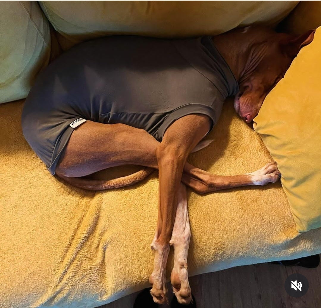Greyhound Bamboo Jersey Tankie