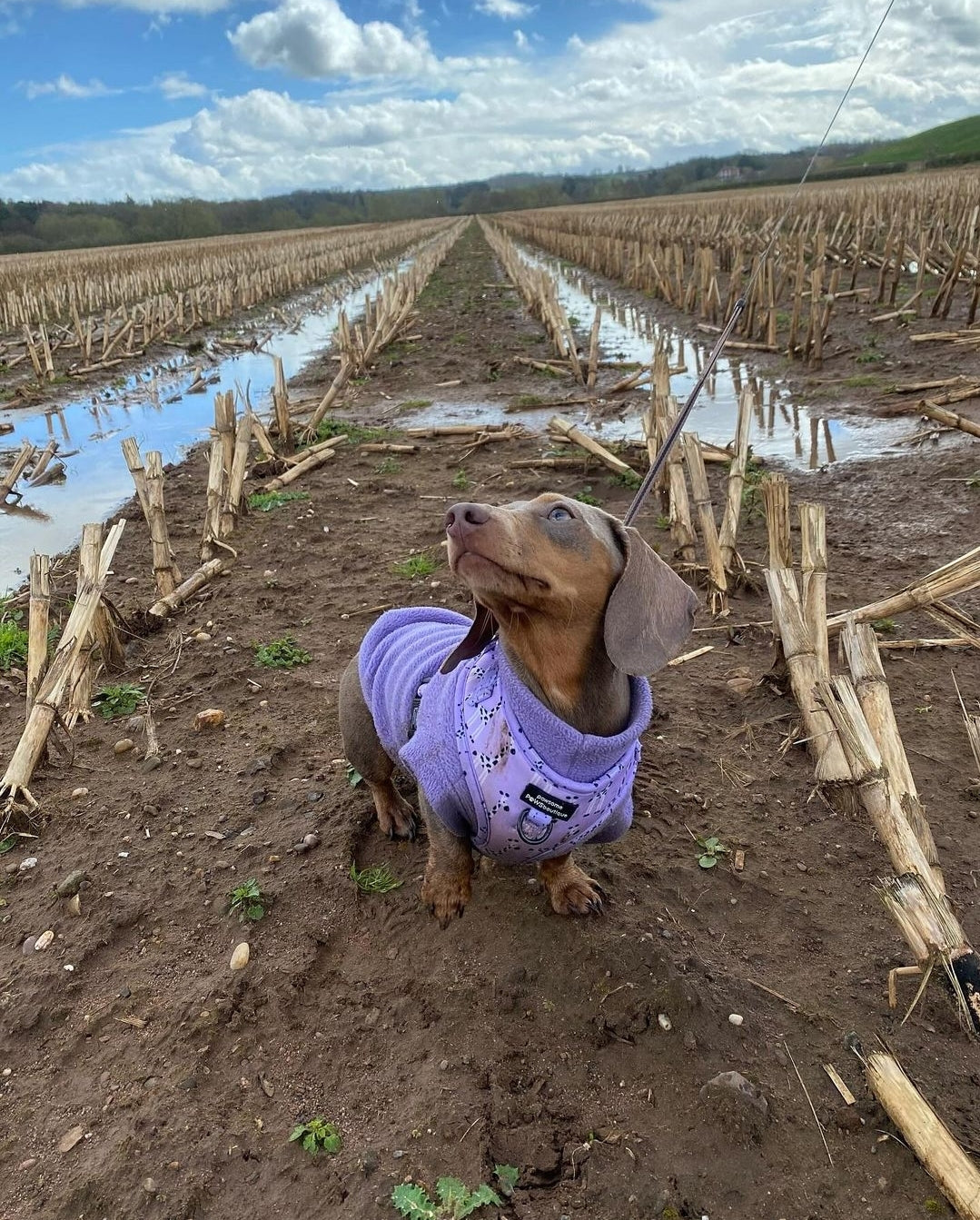 Dachshund/Small Breed Tankie