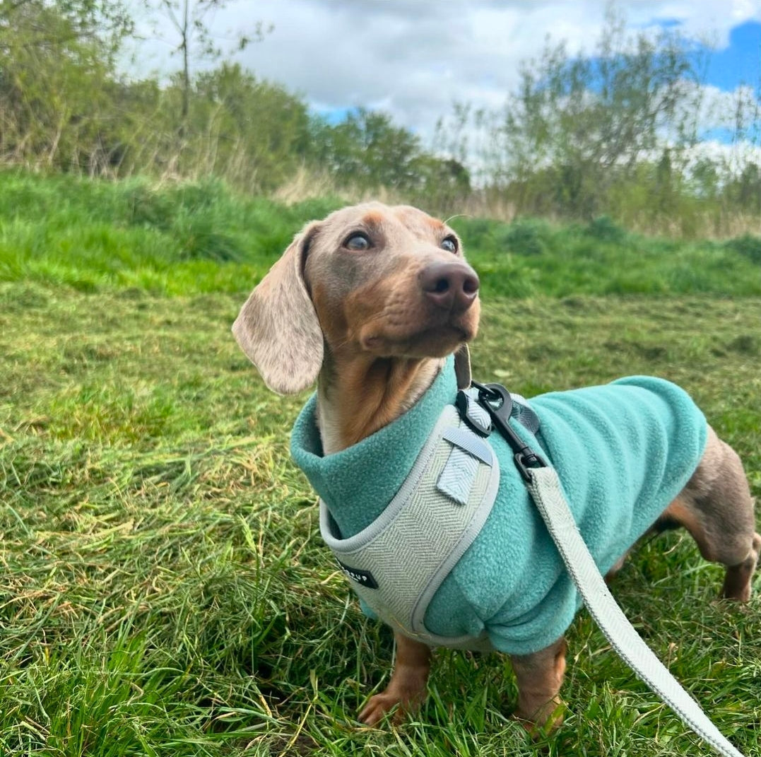 Dachshund/Small Breed Tankie