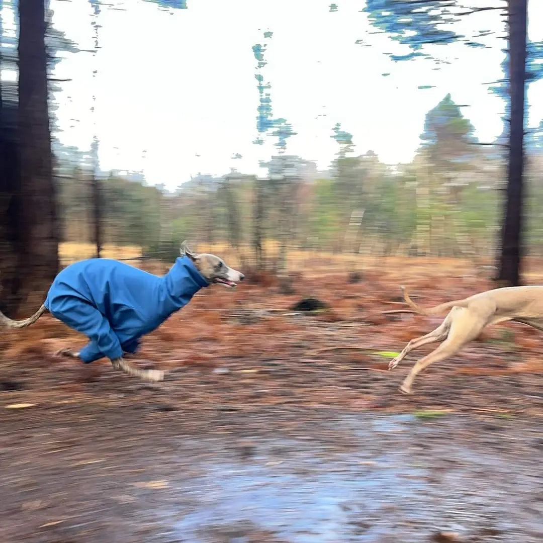 Softshell Water Resistant Suit For Whippets