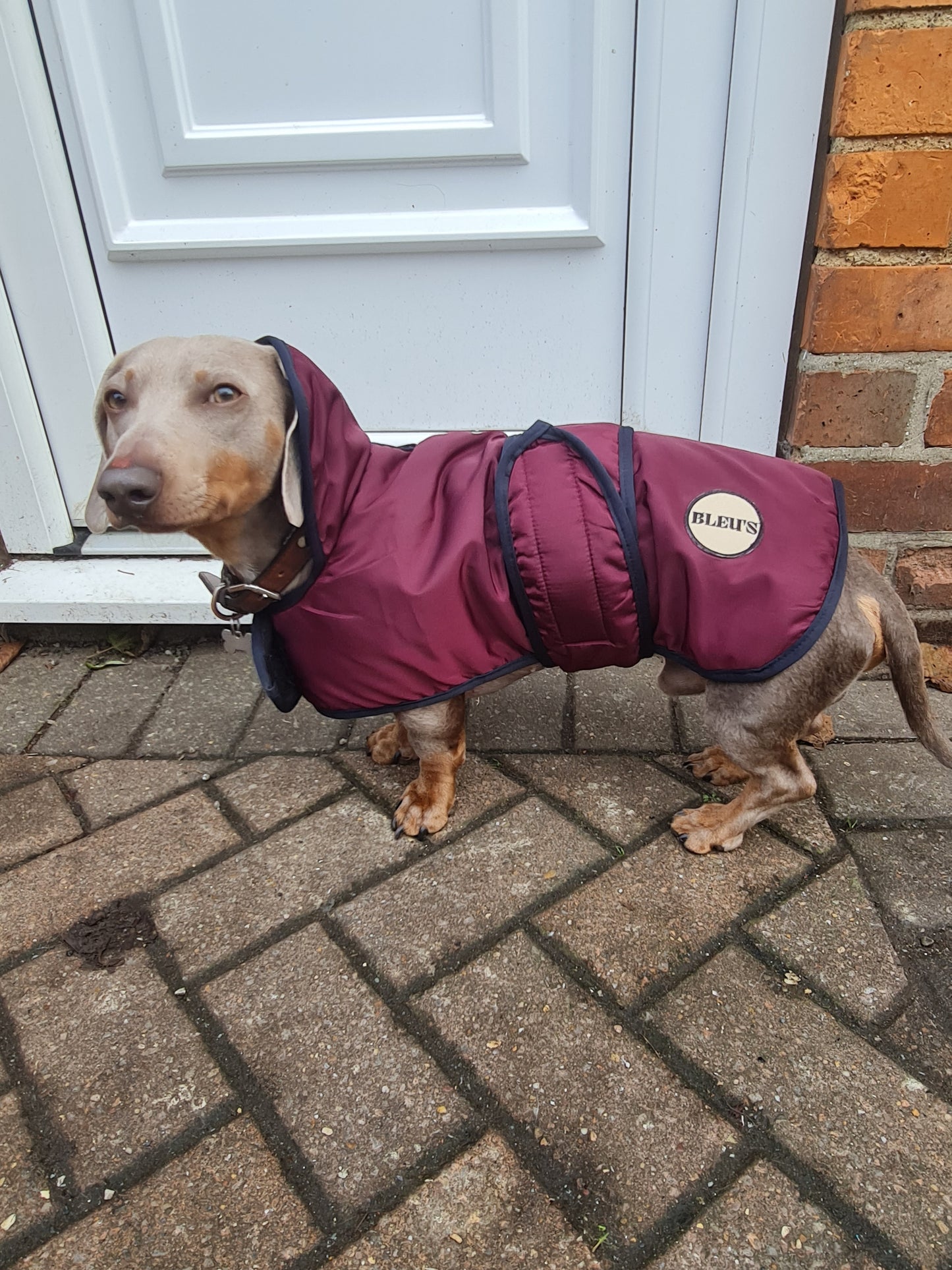 READYMADE Dachshund Waterproof Coat With Harness Hole & Adjustable chest & Tummy Straps