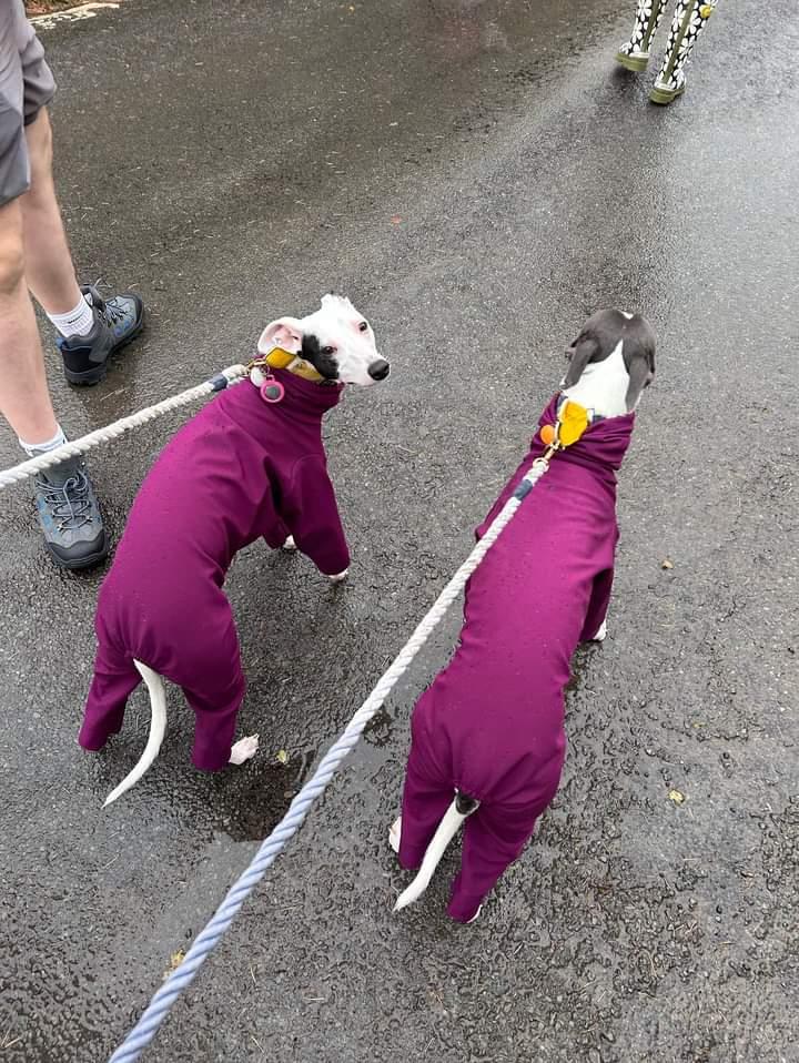 Softshell Water Resistant Suit For Whippets