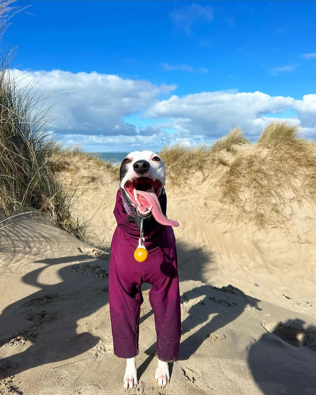 Softshell Water Resistant Suit For Whippets