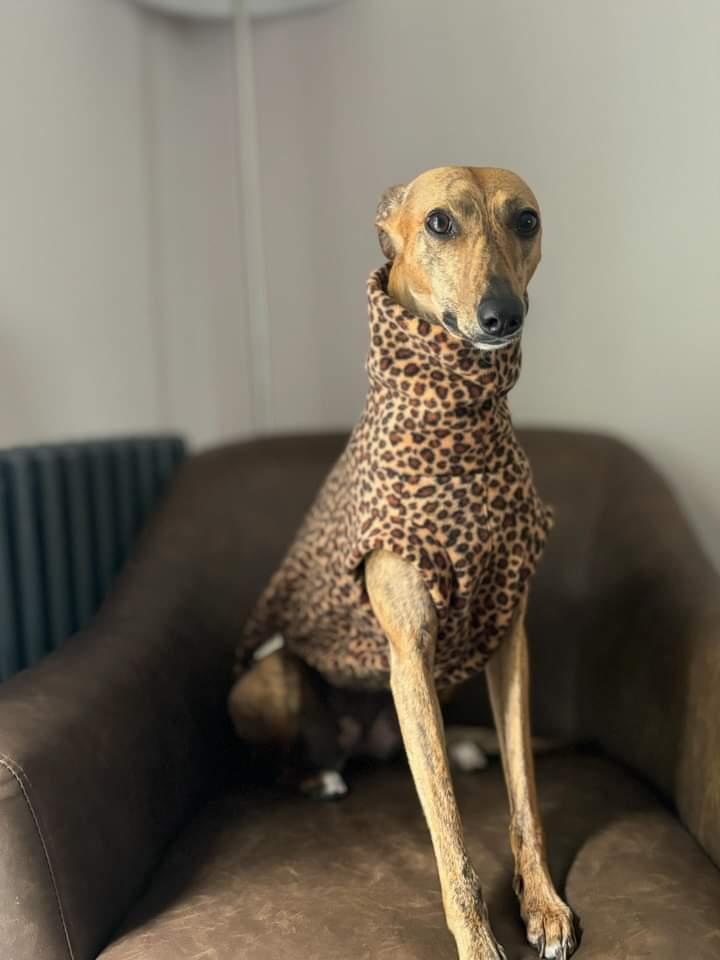 Leopard Print Whippet Tankie