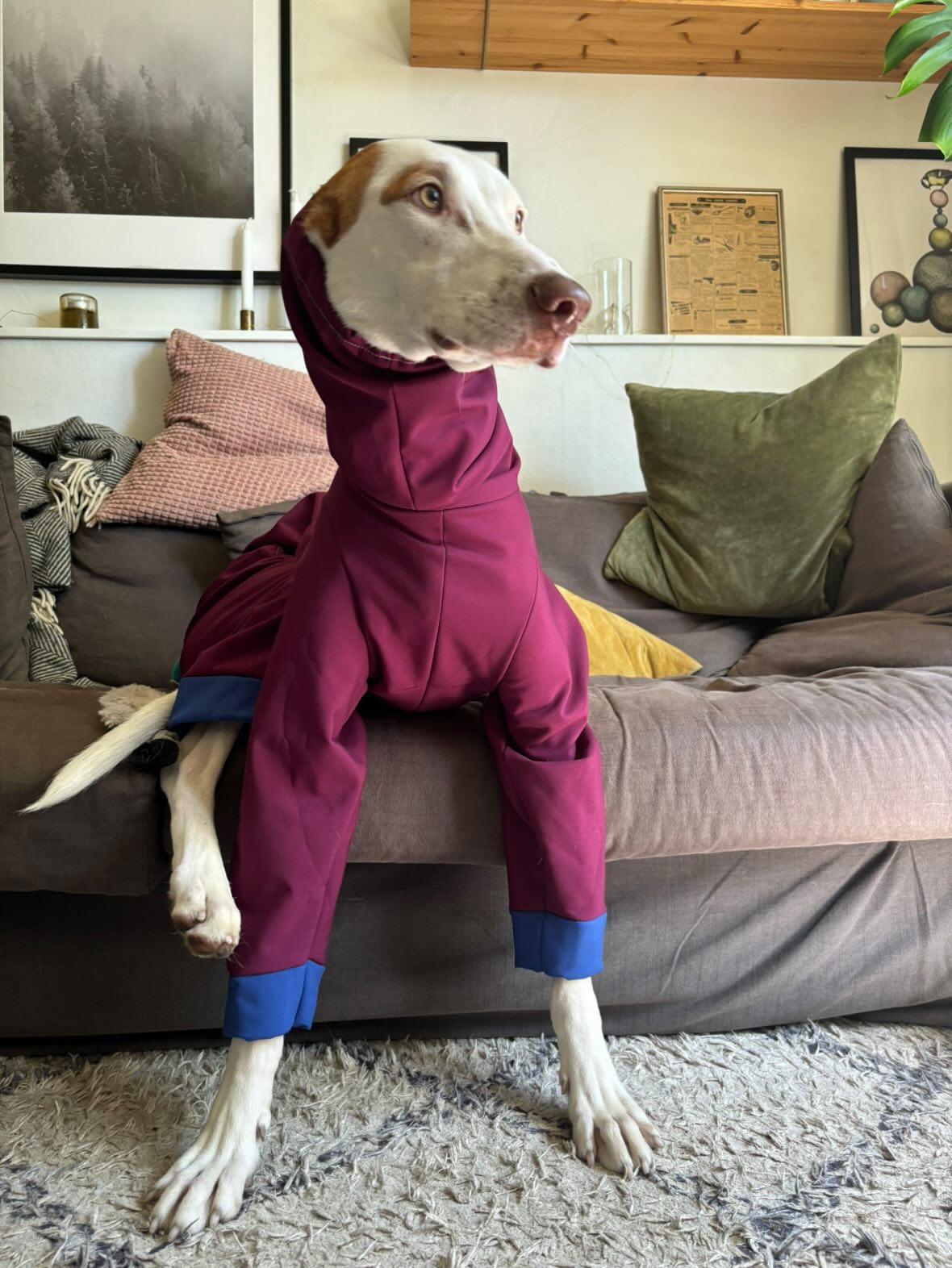 Softshell Water Resistant Suit For Greyhounds