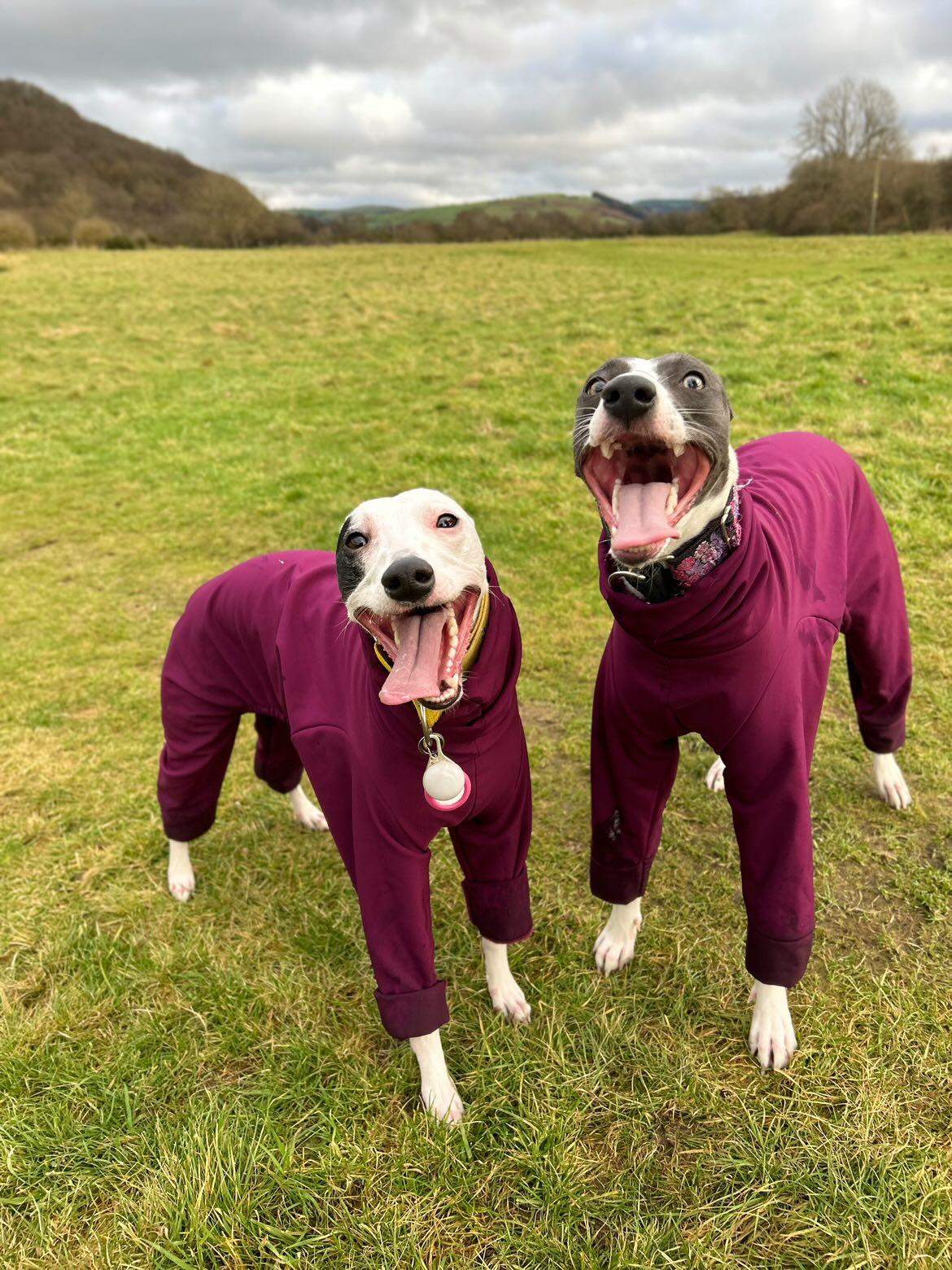 Softshell Water Resistant Suit For Whippets