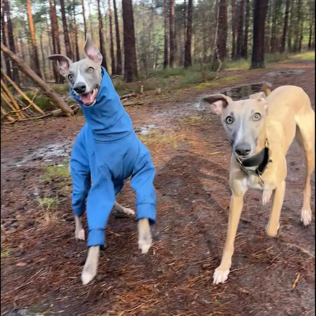 Softshell Water Resistant Suit For Whippets