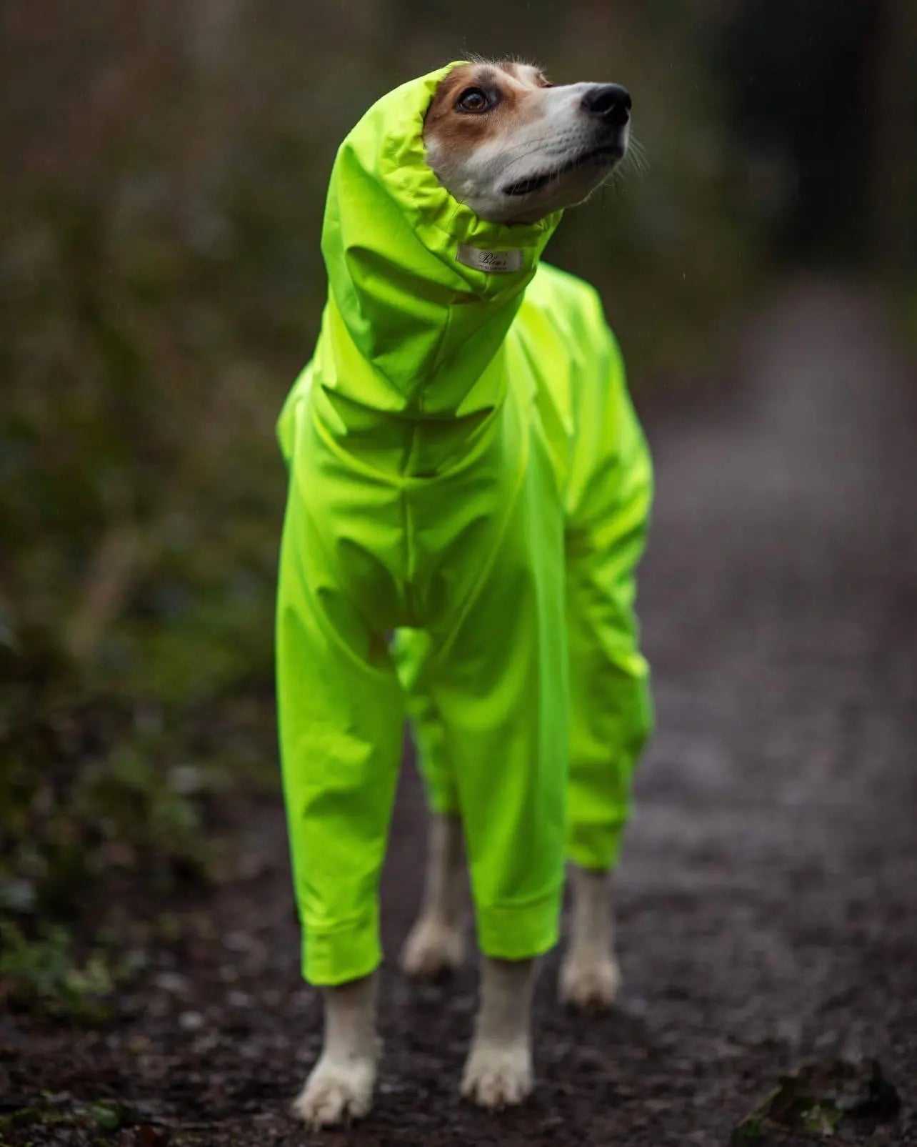 Softshell Water Resistant Suit For Greyhounds