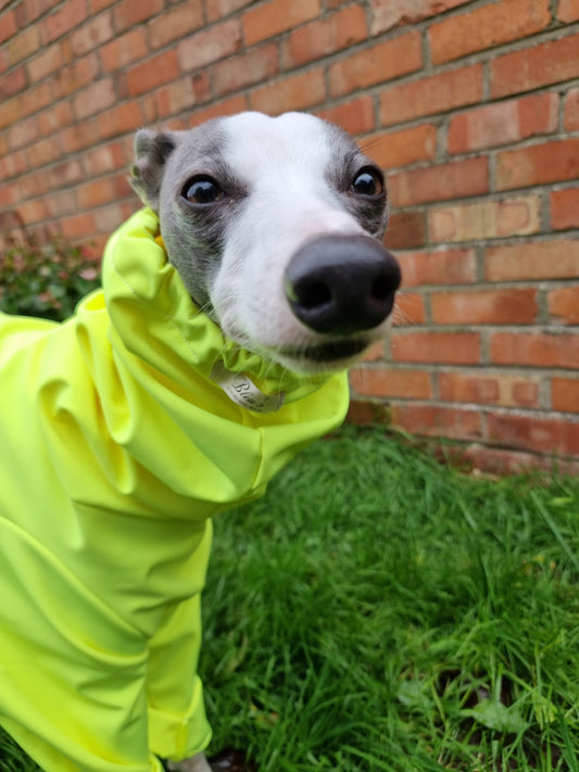 Softshell Water Resistant Suit For Whippets