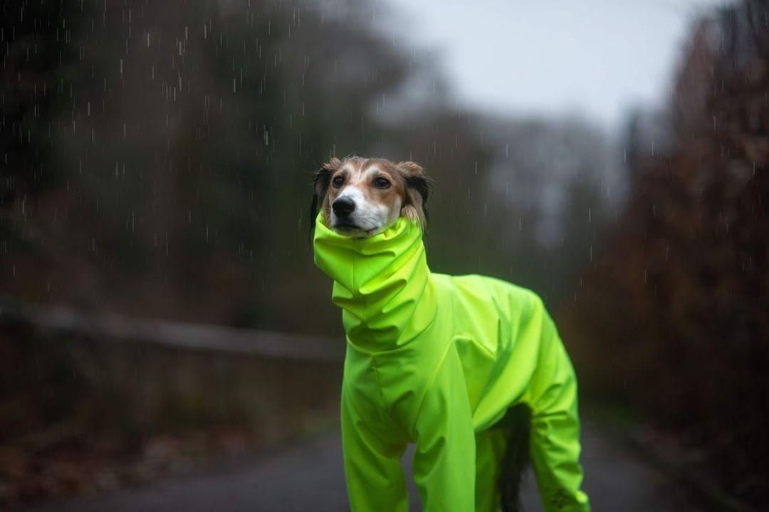 Softshell Water Resistant Suit For Greyhounds