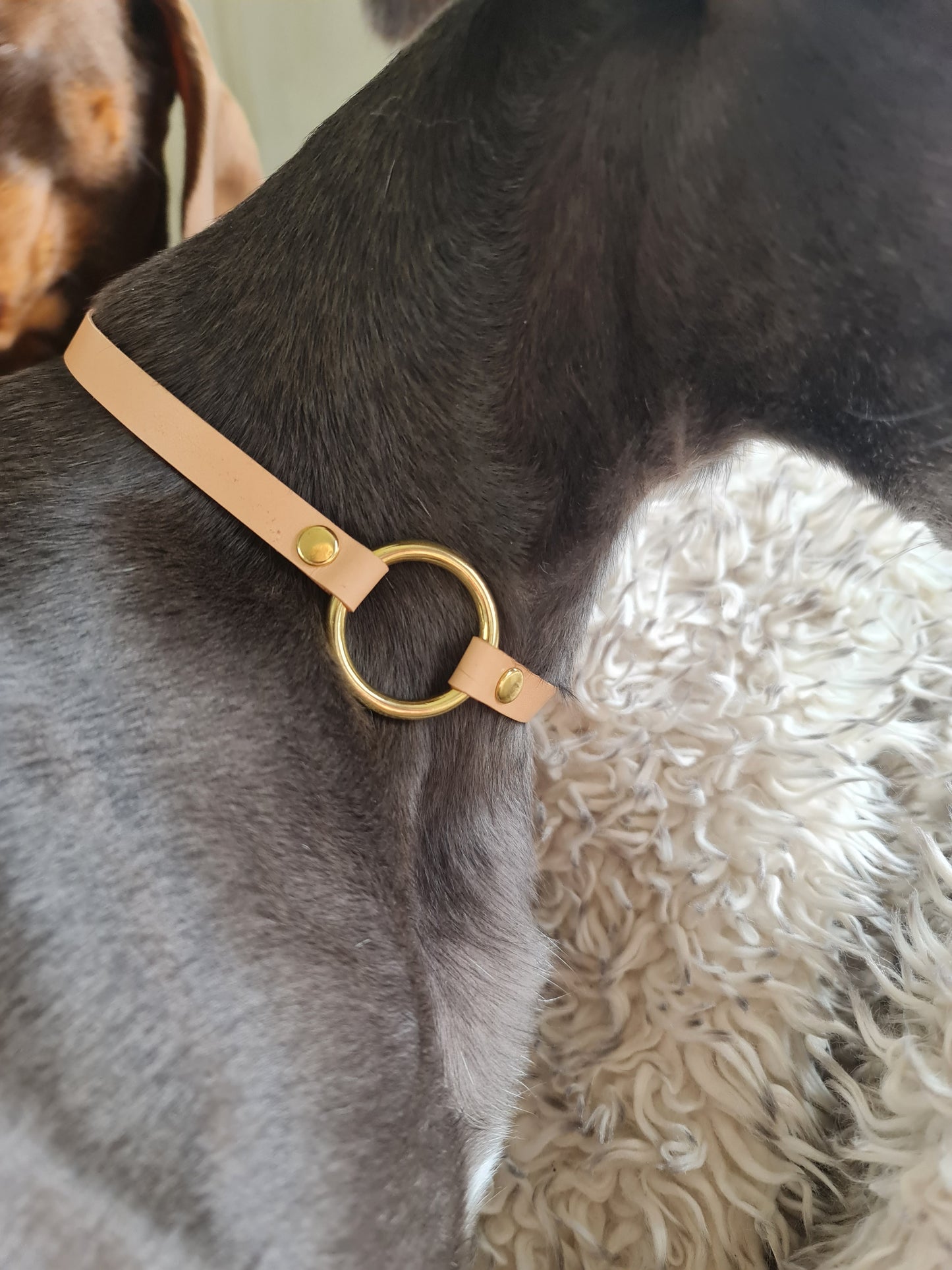 Real Leather House Collars - Please leave your head measurement you require in the notes at checkout!