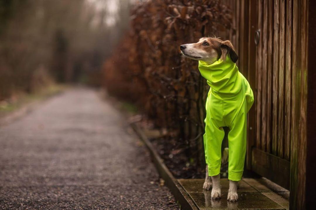 Softshell Water Resistant Suit For Greyhounds