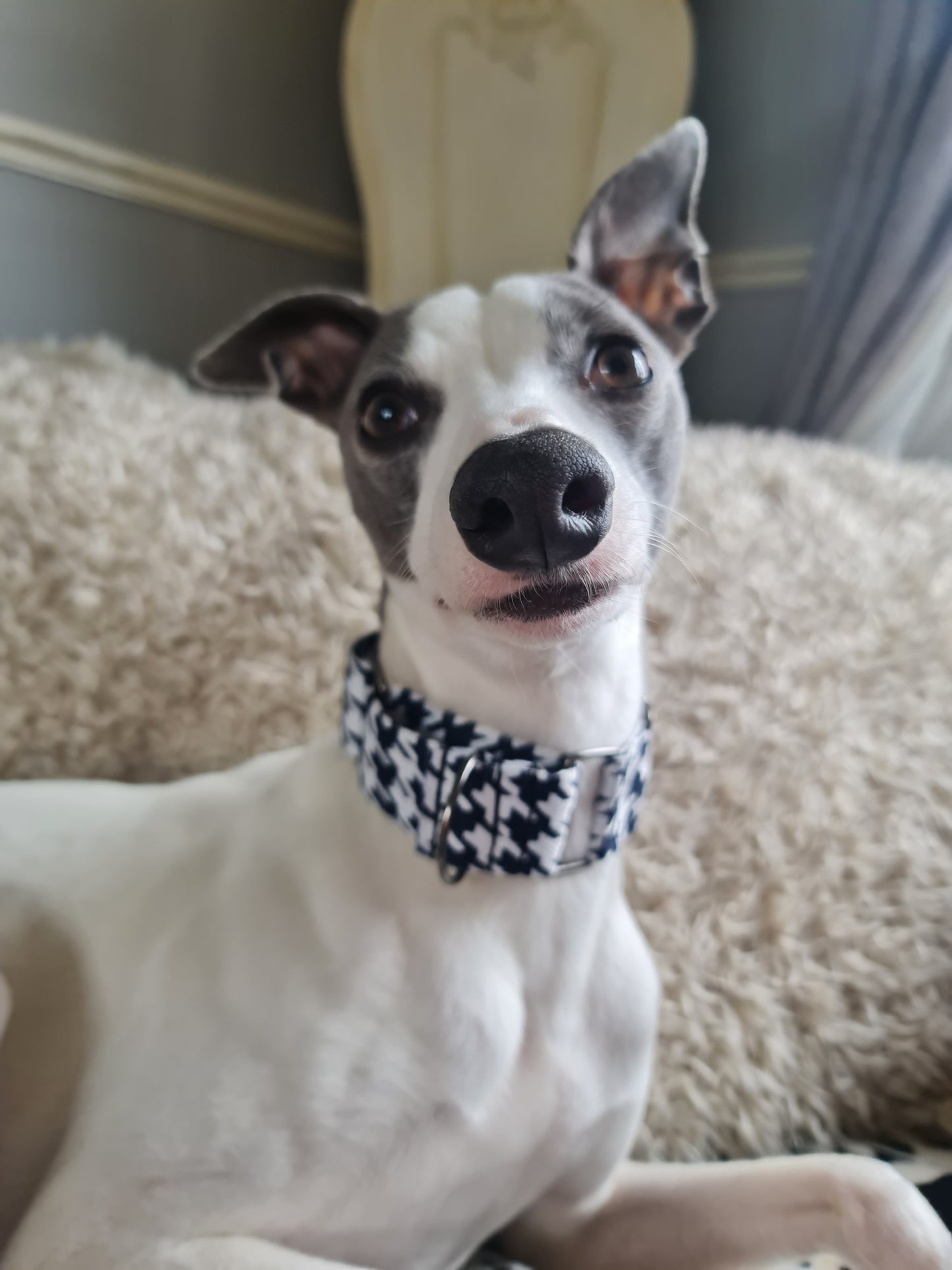 Houndstooth Martingale Collar