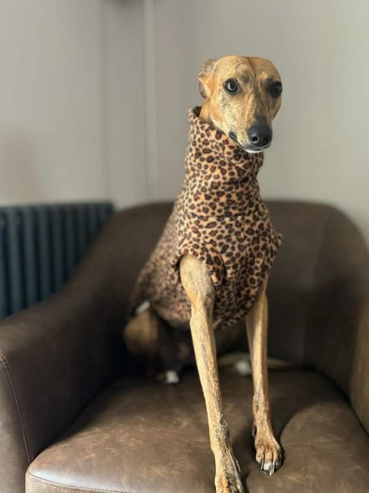 Leopard Print Whippet Tankie