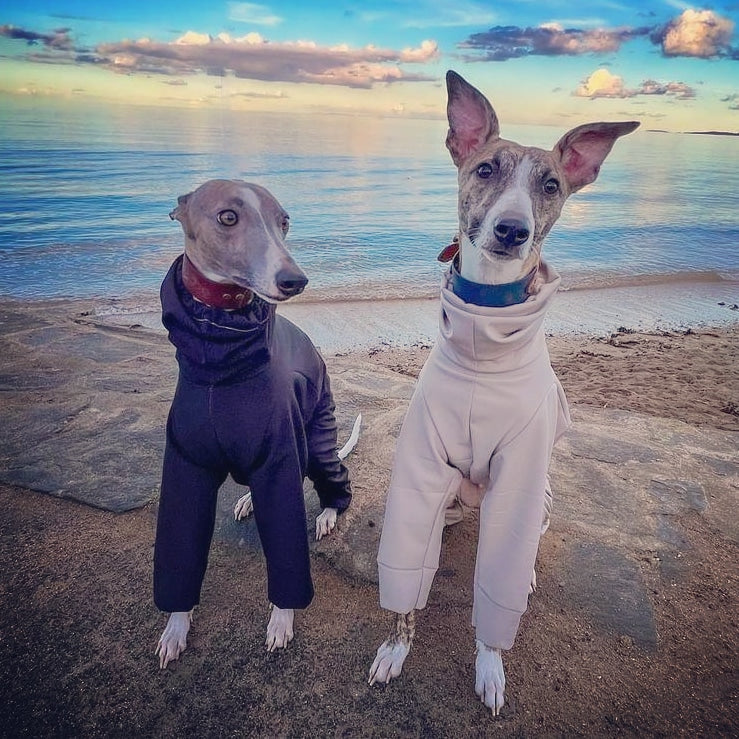 Softshell Water Resistant Suit For Whippets