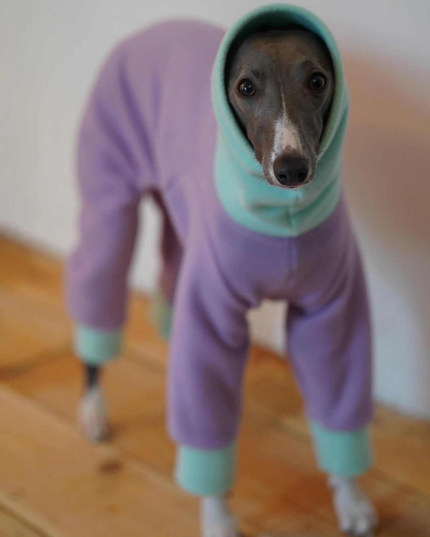 Greyhound Pyjamas Greyhound Pyjamas (please leave colour choice in checkout notes – Bleu ...
